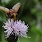 De stadsreus(Volucella zonaria)