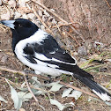 Pied Butcherbird