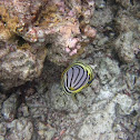 Meyer's Butterflyfish