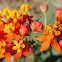 Scarlet Milkweed