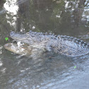 Alligator
