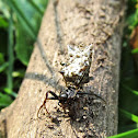Spined Micrathena (female)