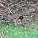 American Robin