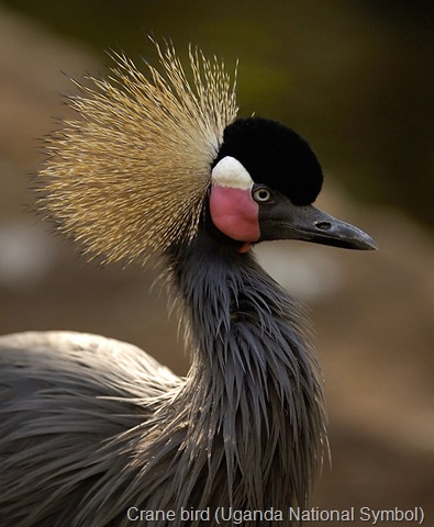 [Crane Bird (Also Uganda National Symbol) (2)[16].jpg]