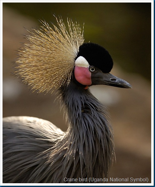 Crane Bird (Also Uganda National Symbol) (2)