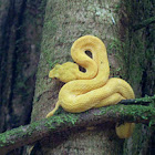 bocaraca