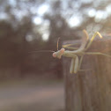 Preying Mantis