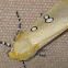 Dice Moth