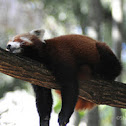 Red Panda