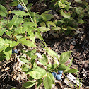 Wild Blueberries