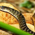 Keelback Snake