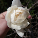magnolia