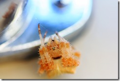 spidersmall1