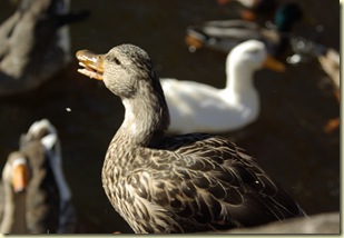 IMGP1773