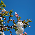 Spring Blossom in San Francisco