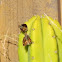 Hobomok Skipper butterflies