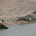 Nile crocodile