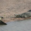 Nile crocodile