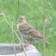 Pine Siskin