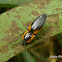 Click Beetle
