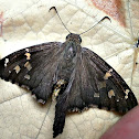 Long tailed Skipper