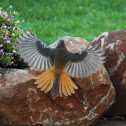 Robin-Chat, Cape