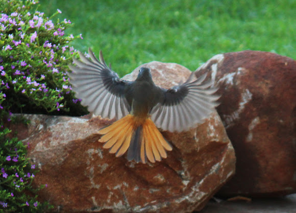 Spotting Image 1