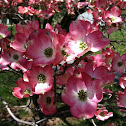 Cherokee Brave Flowering Dogwood