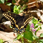 Black swallowtail (male)