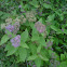 Japanese spiraea