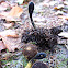 parasitic fungi on truffle