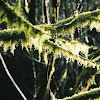 moss.jpg