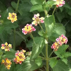 Lantana