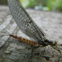 Mayfly, vodencvijet