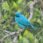 Plum-throated Cotinga