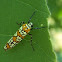Ailanthus Webworm Moth