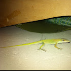 Green Anole