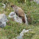 Yellow-bellied Marmot