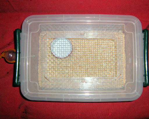 Bun shop Thế giới hamster cùa bạn Bun shop Thế giới hamster cùa bạn
