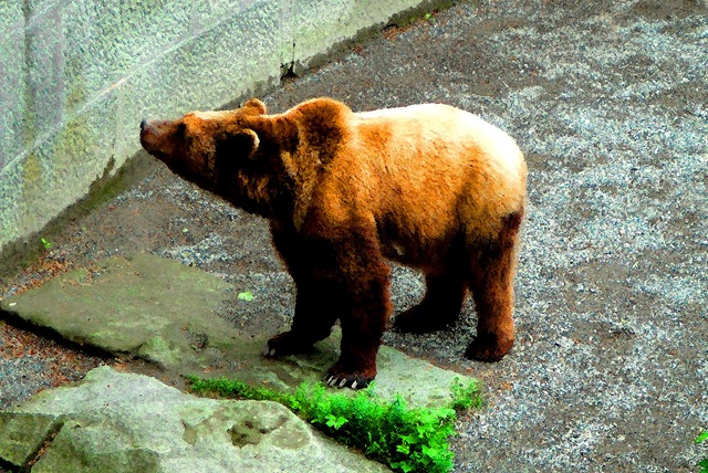 [Bear[2].jpg]