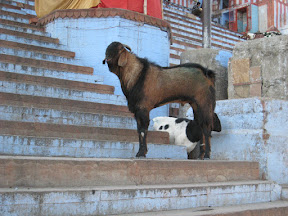 Lascivious He-Goat - Ghats In Varanasi