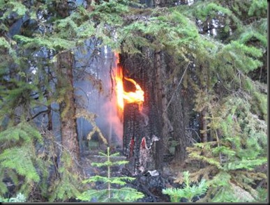burning tree
