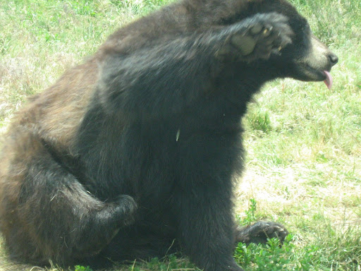 Da Bears da bears