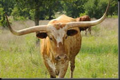 The Obligatory Longhorn