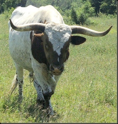 Bevo2_400