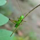 katydid