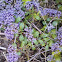 Ceanothus Mills Glory