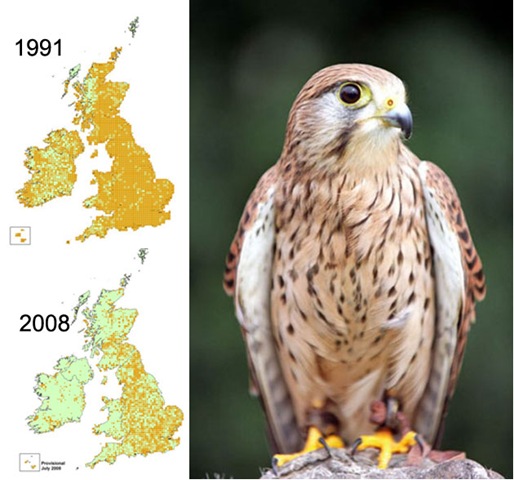 [kestrel-map_46598a[7].jpg]