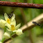 Small Carpenter bee