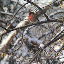 House Finch